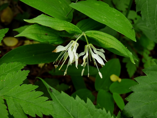 {Prosartes maculata}